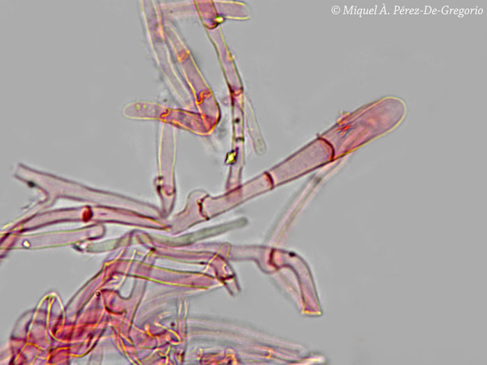 Phlebia a identificare (Phlebia rufa)