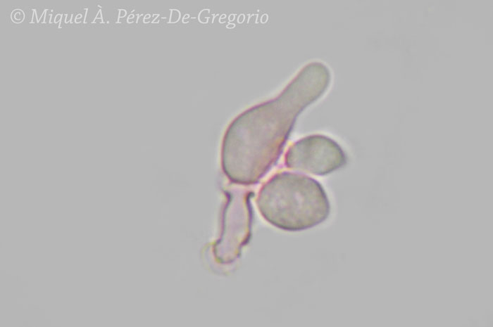 Sul legno d''Alnus glutinosa