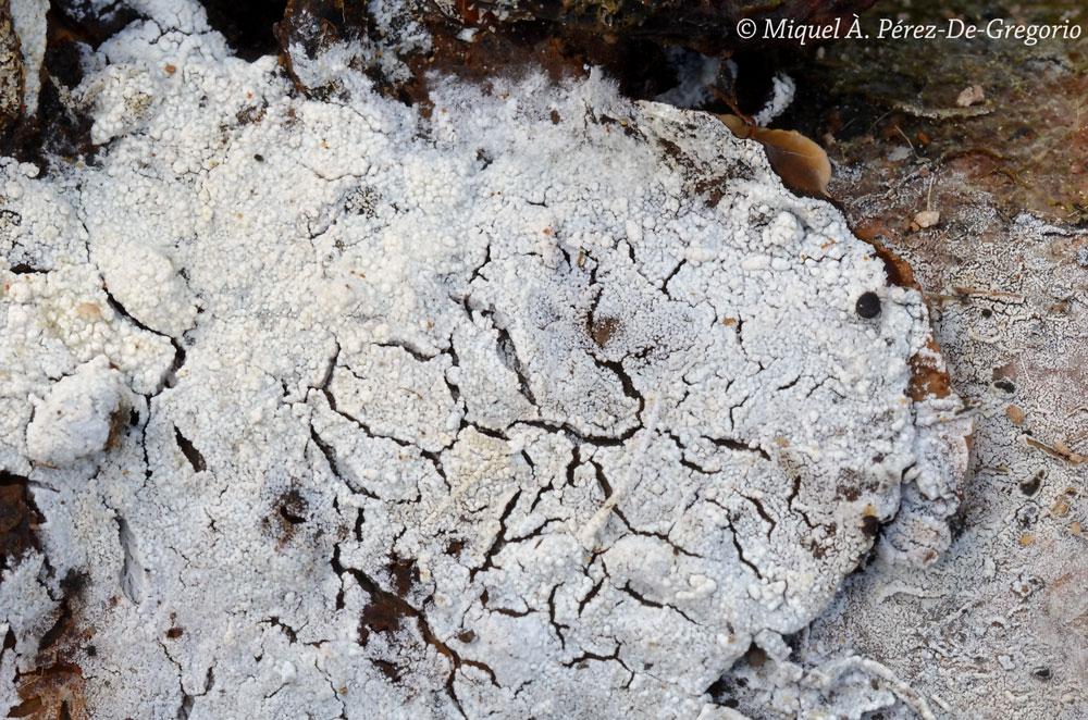 Sistotrema porulosum, confirmare(Sistotrema resinicystidium)