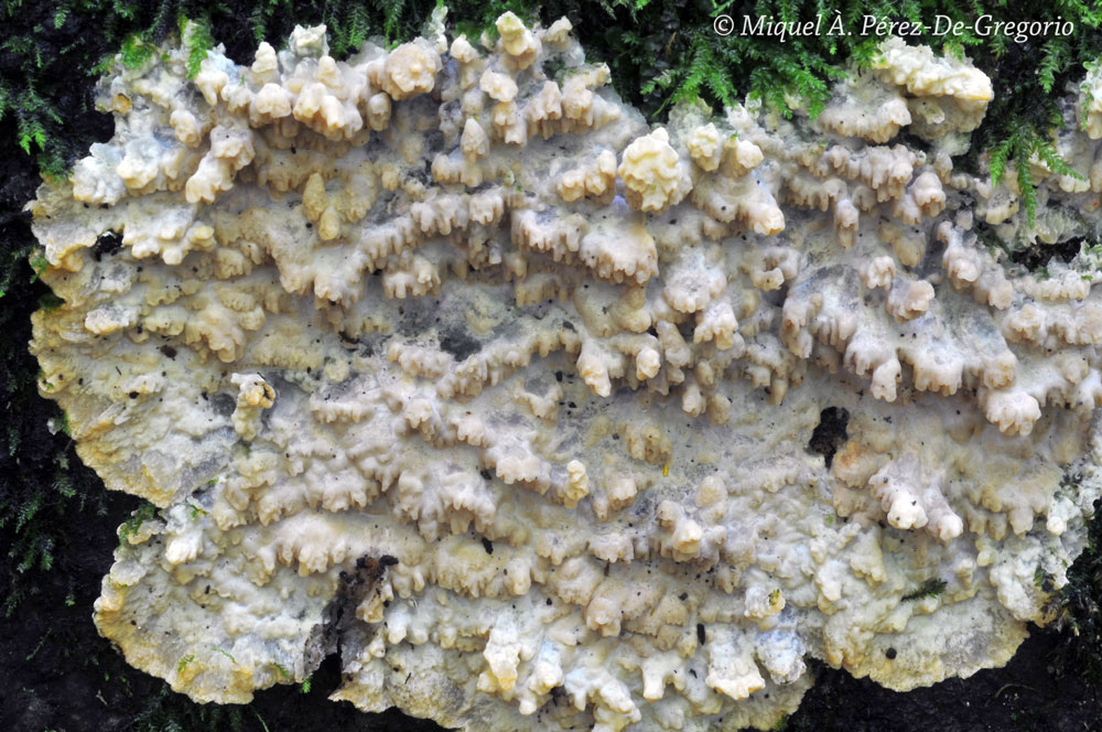 Phlebia a identificare (Phlebia rufa)
