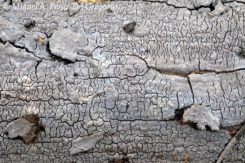 Sul corteccia d''eucalyptus