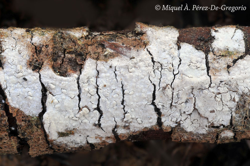 Sul legno di Pinus pinaster (Hyphodontia sambuci)