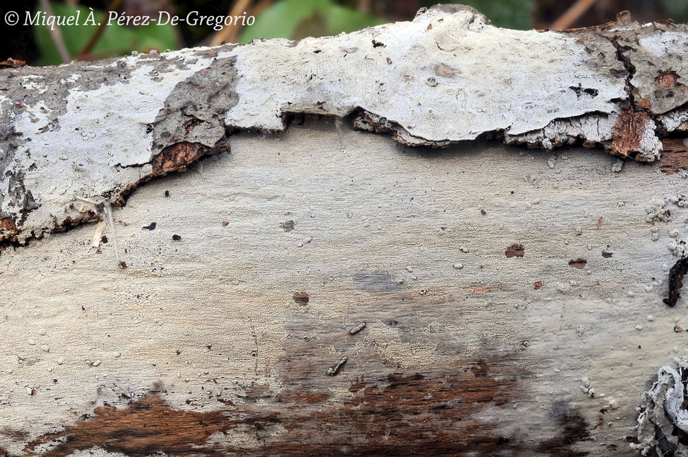Sul legno d''Alnus glutinosa