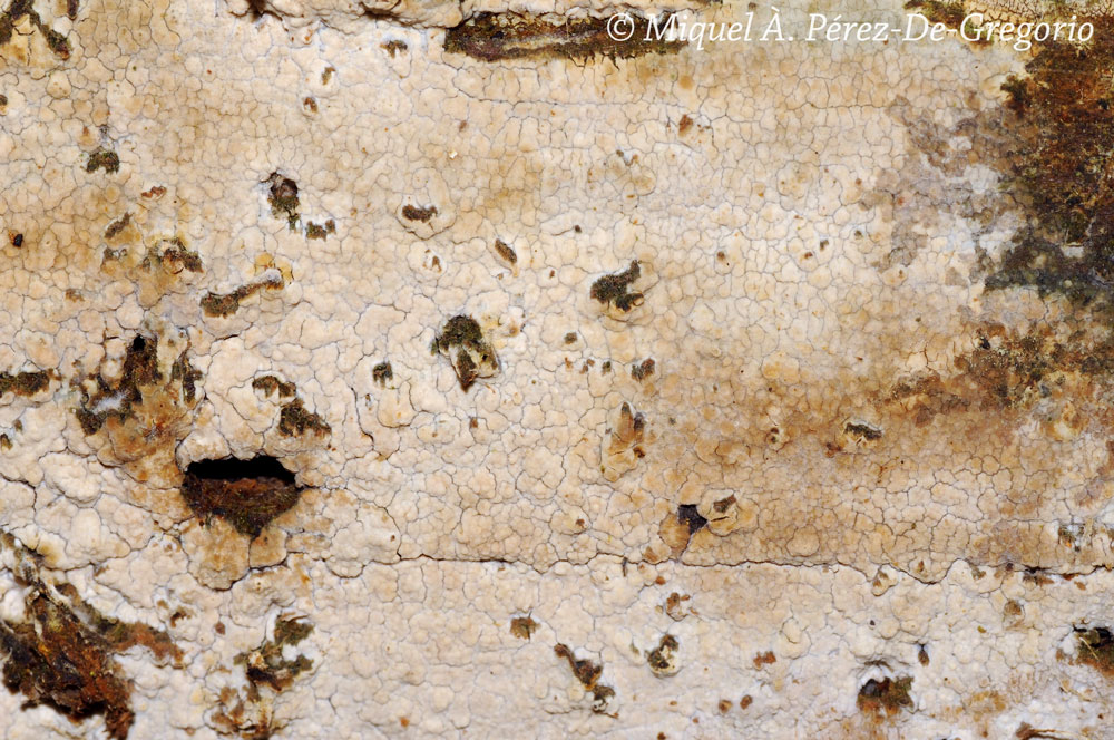 Sistotremastrum ?? (Sistotremastrum niveocremeum)