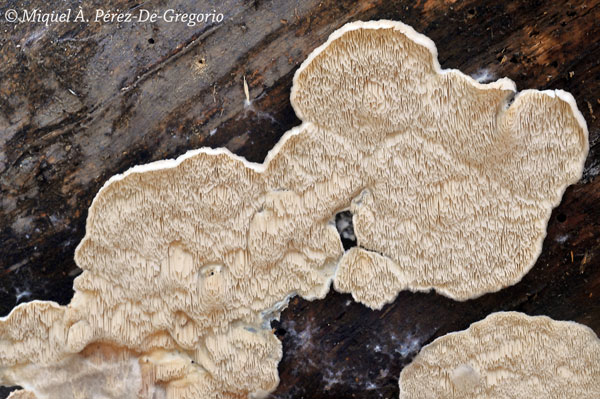 Skeletocutis (descrizioni e macro) (Postia undosa)