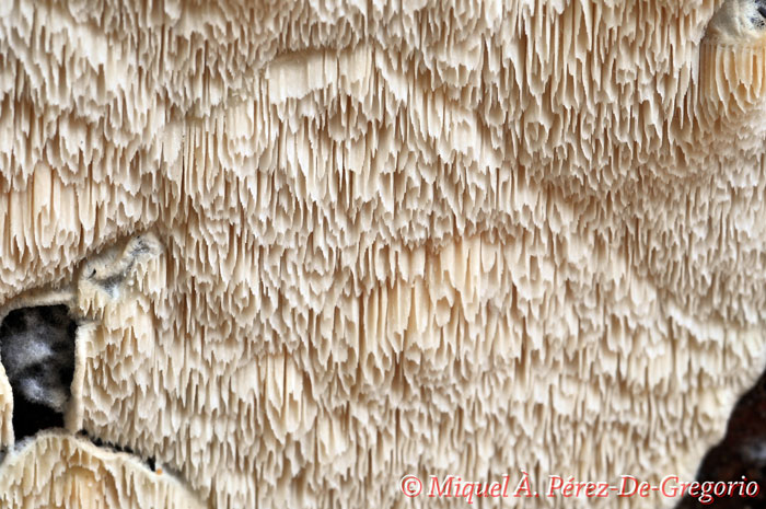 Skeletocutis (descrizioni e macro) (Postia undosa)