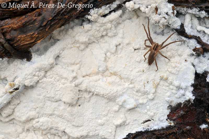 Sistotrema a confermare (Sistotrema cf. octosporum)