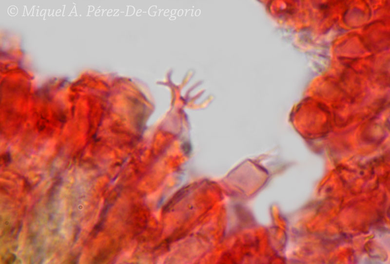 Sul corteccia d''eucalyptus