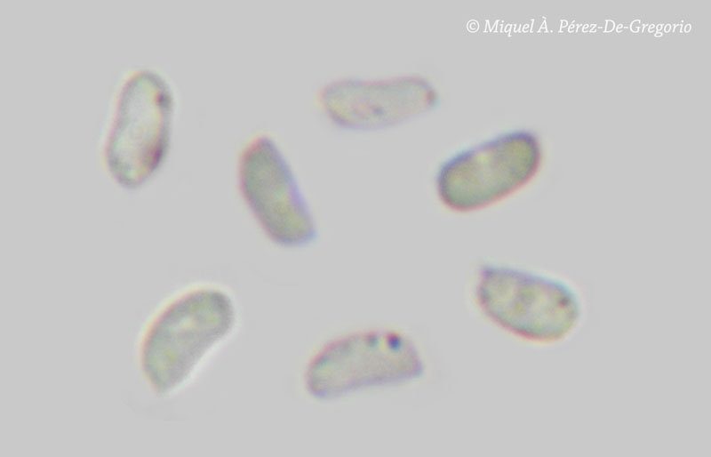 Sistotrema porulosum, confirmare(Sistotrema resinicystidium)