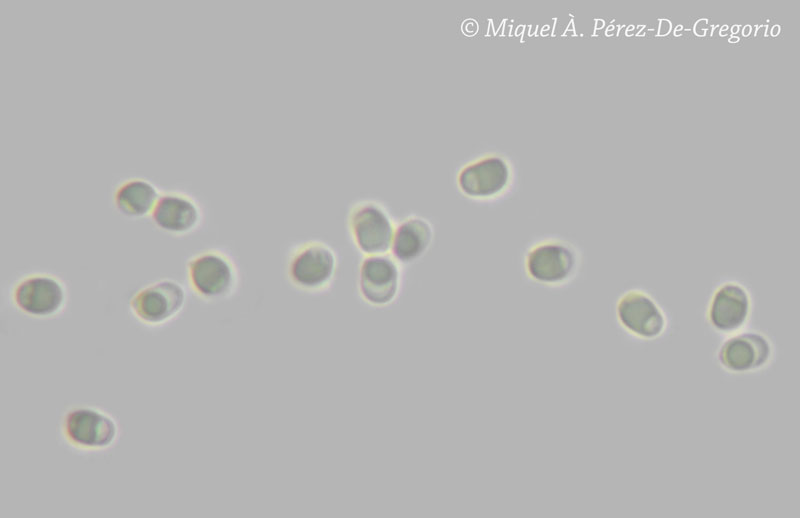 Hyphodontia alienata? (Amphinema byssoides)