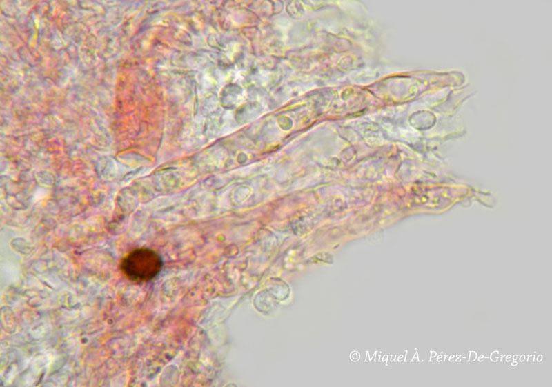 Gloeocystidiellum clavuligerum