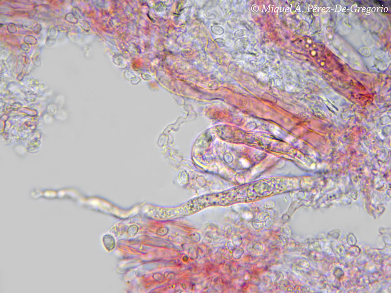 Gloeocystidiellum clavuligerum