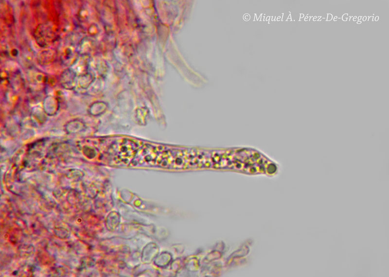 Gloeocystidiellum clavuligerum