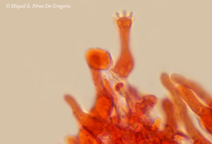 Sistotrema a confermare (Sistotrema cf. octosporum)