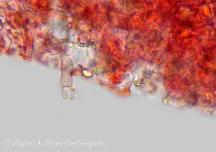 Sul legno di Pinus pinaster (Hyphodontia sambuci)