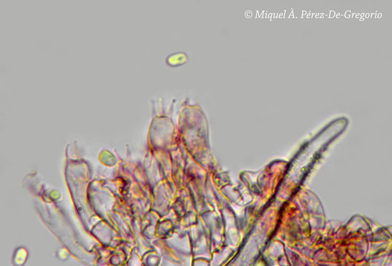 Hyphodontia alienata? (Amphinema byssoides)