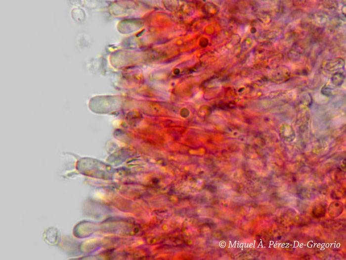 Gloeocystidiellum clavuligerum