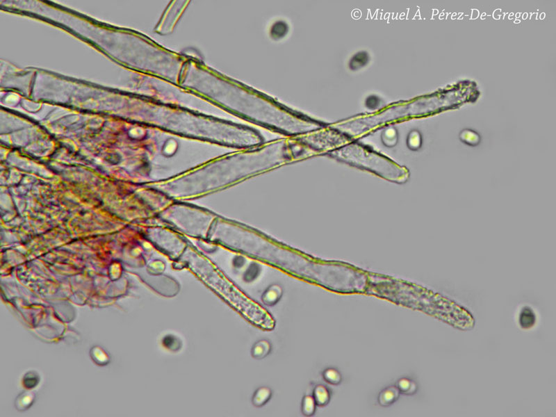 Hyphodontia alienata? (Amphinema byssoides)