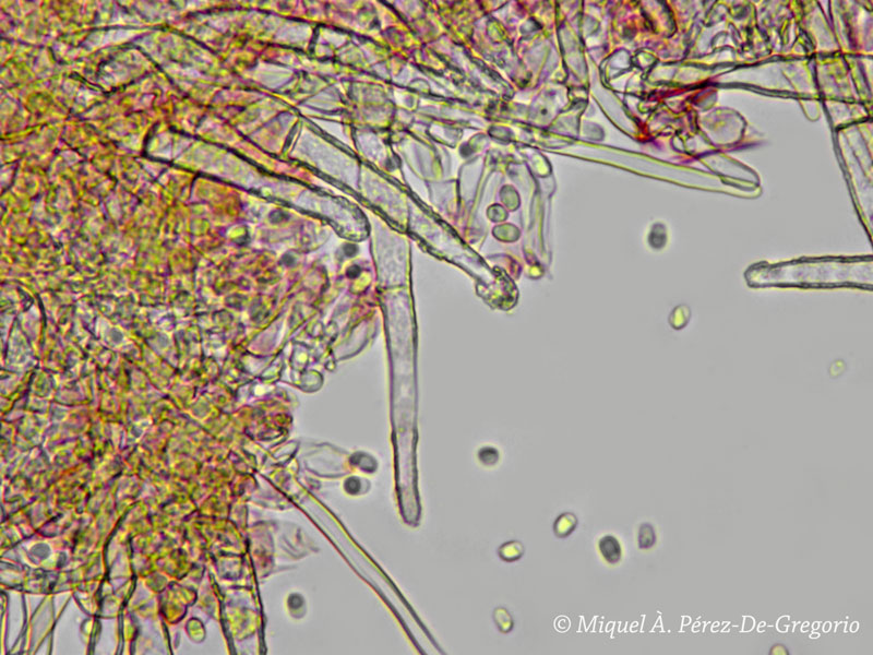 Hyphodontia alienata? (Amphinema byssoides)