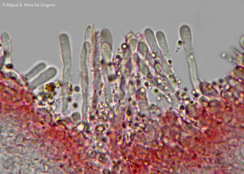 Phlebia a identificare (Phlebia rufa)