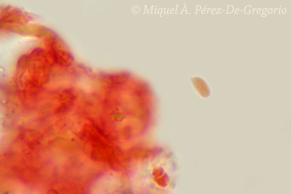 Sistotrema a confermare (Sistotrema cf. octosporum)