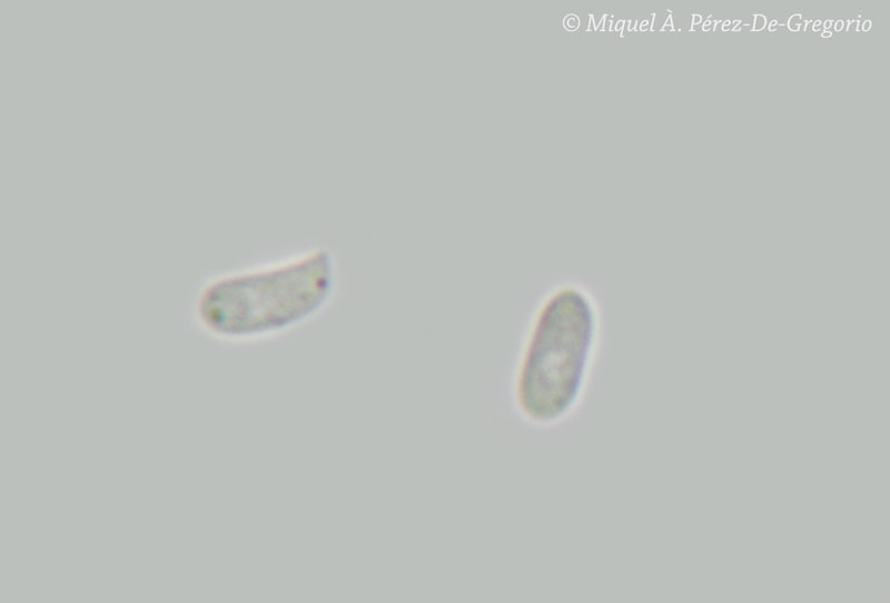 Peniophora quercina ? (Peniophora cinerea)