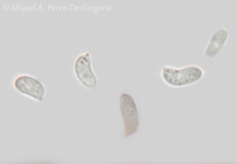 Sul corteccia d''eucalyptus