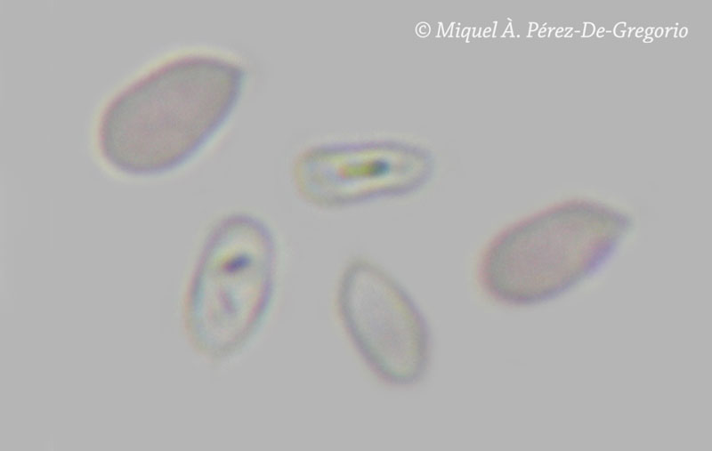 Phanerochaete cf. cremeo-ochracea