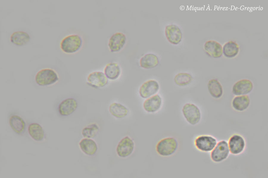Gloeocystidiellum clavuligerum