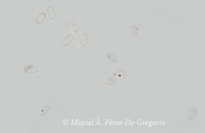 Phlebia ??