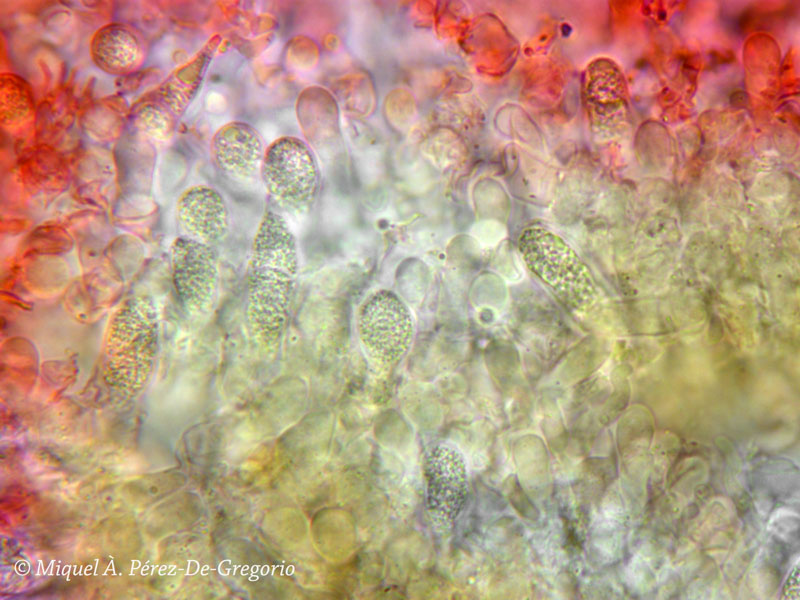 Sul corteccia d''eucalyptus