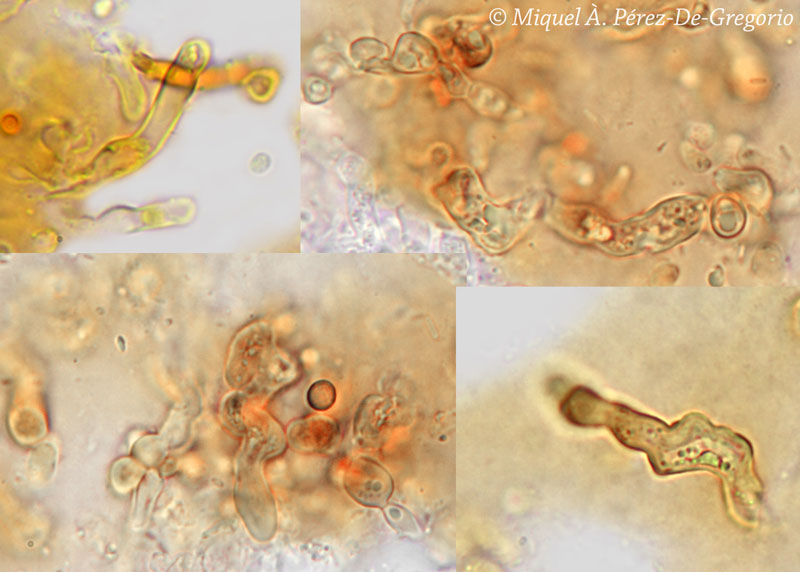 Sistotrema porulosum, confirmare(Sistotrema resinicystidium)