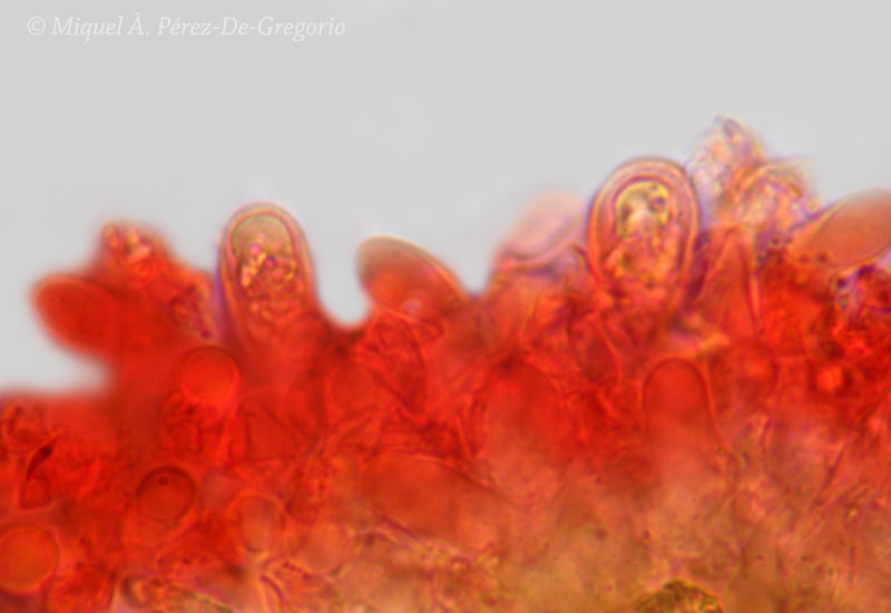 Sul corteccia d''eucalyptus