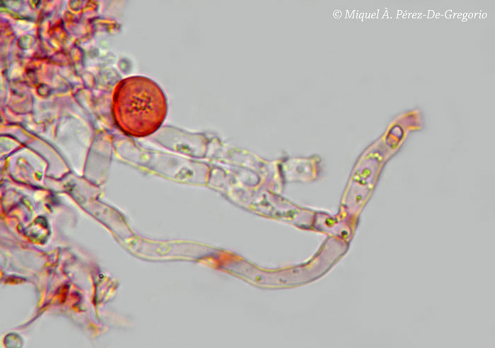 Sistotrema porulosum, confirmare(Sistotrema resinicystidium)