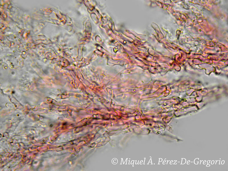 Phlebia ??