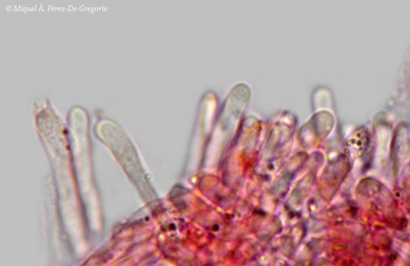 Phlebia a identificare (Phlebia rufa)