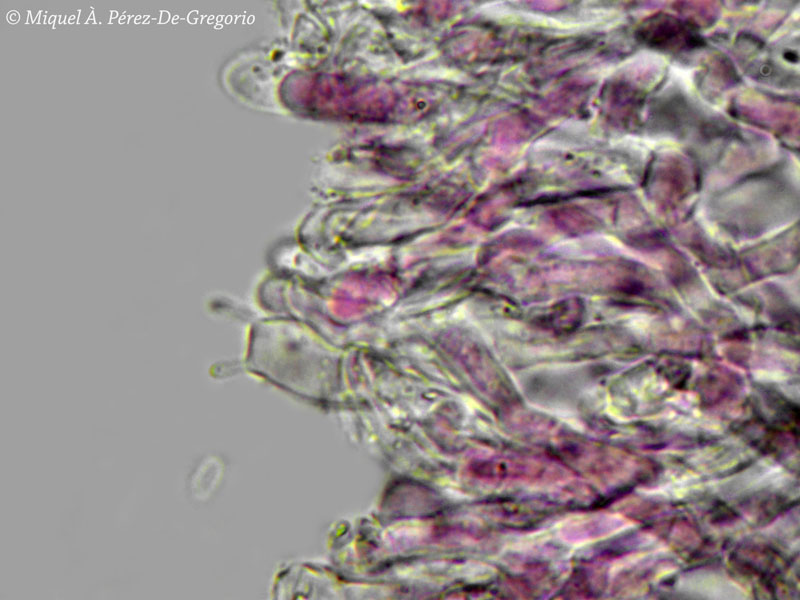 Phanerochaete cf. cremeo-ochracea