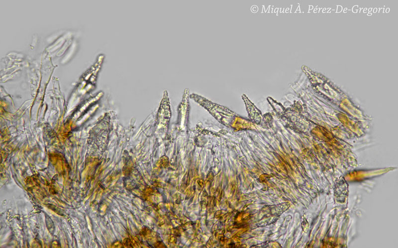 Peniophora quercina ? (Peniophora cinerea)