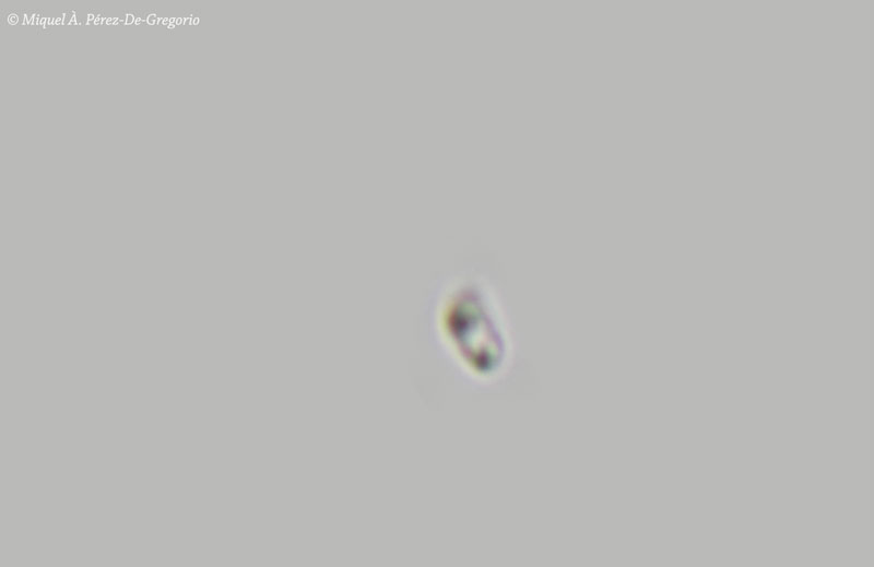 Phlebia a identificare (Phlebia rufa)