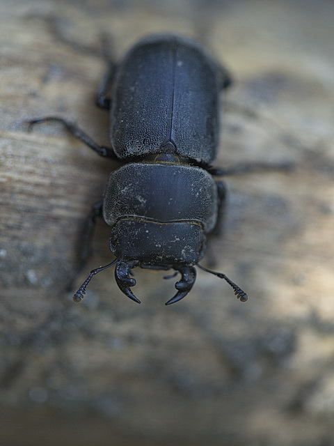 maschio di Dorcus parallelipipedus