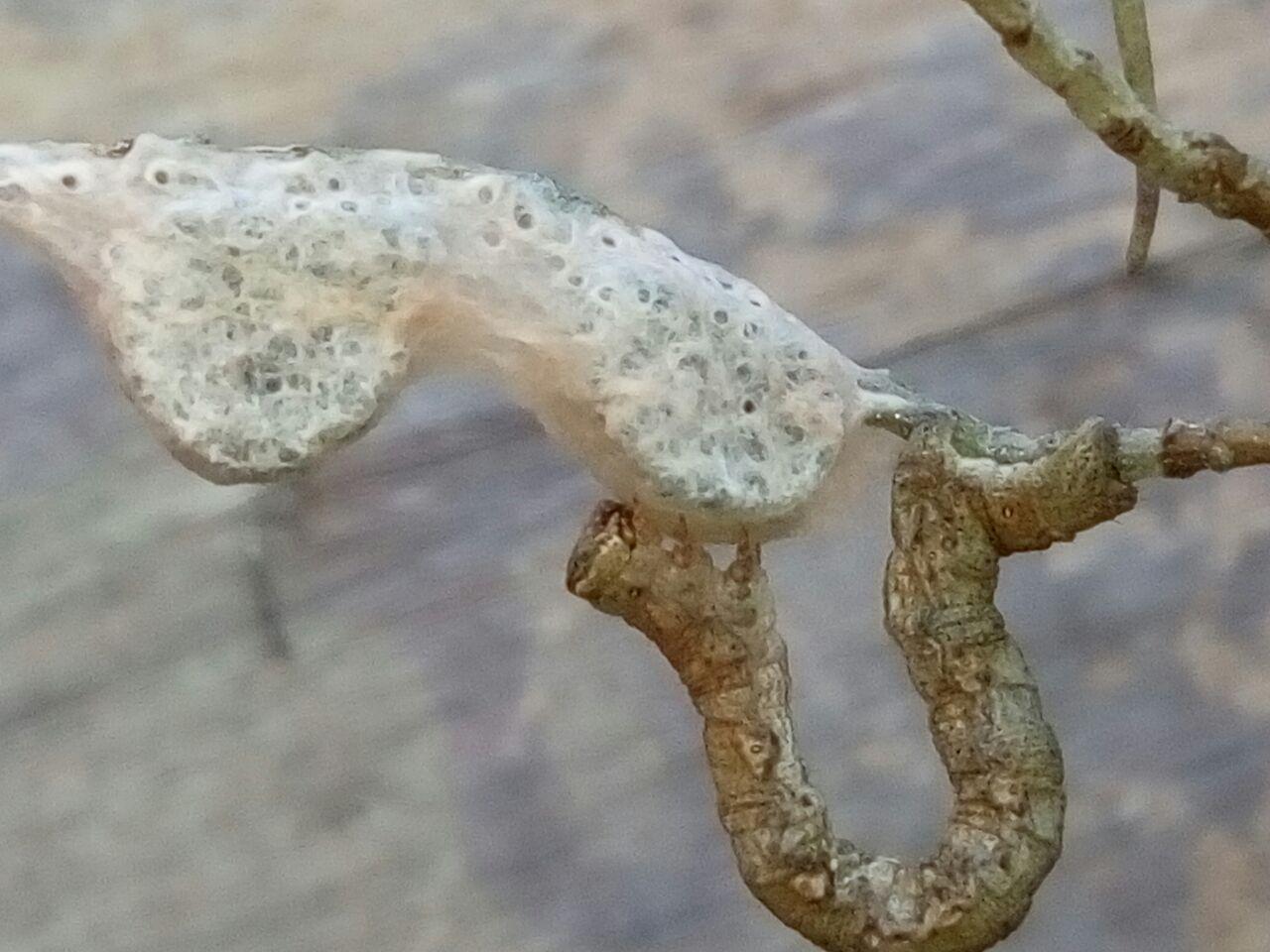 Misurino e bozzolo sconosciuto - Larva di Geometridae