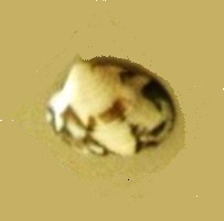 Identificazione veneridae