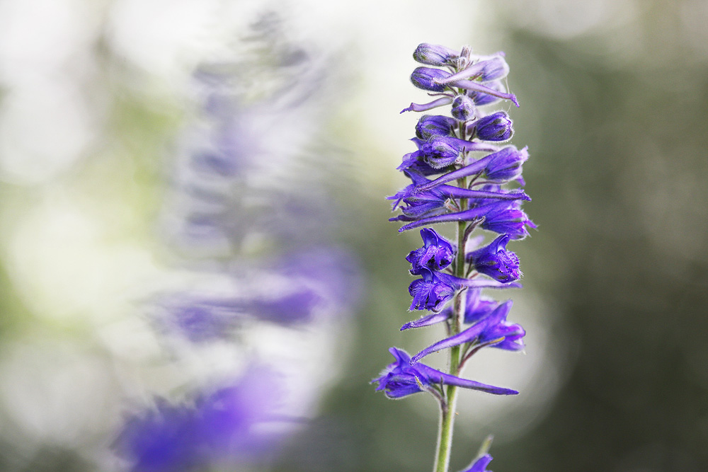 Delphinium