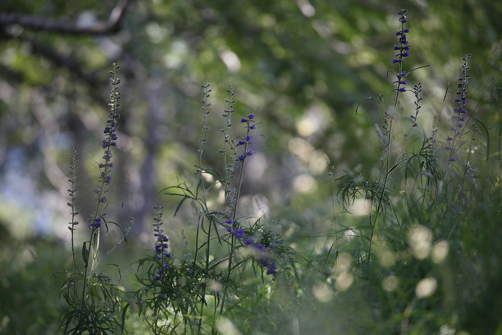 Delphinium