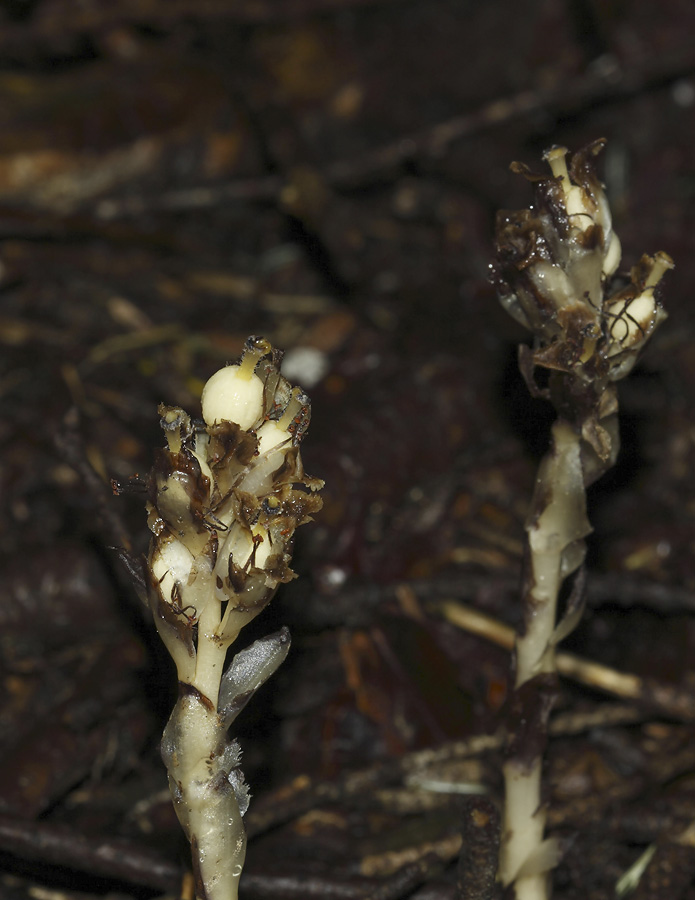 Monotropa hypopitys