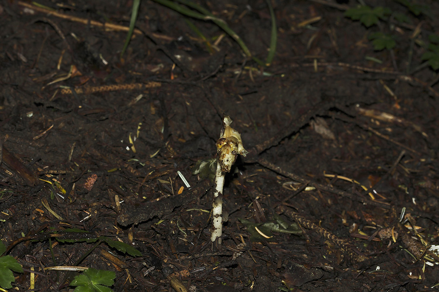 Monotropa hypopitys