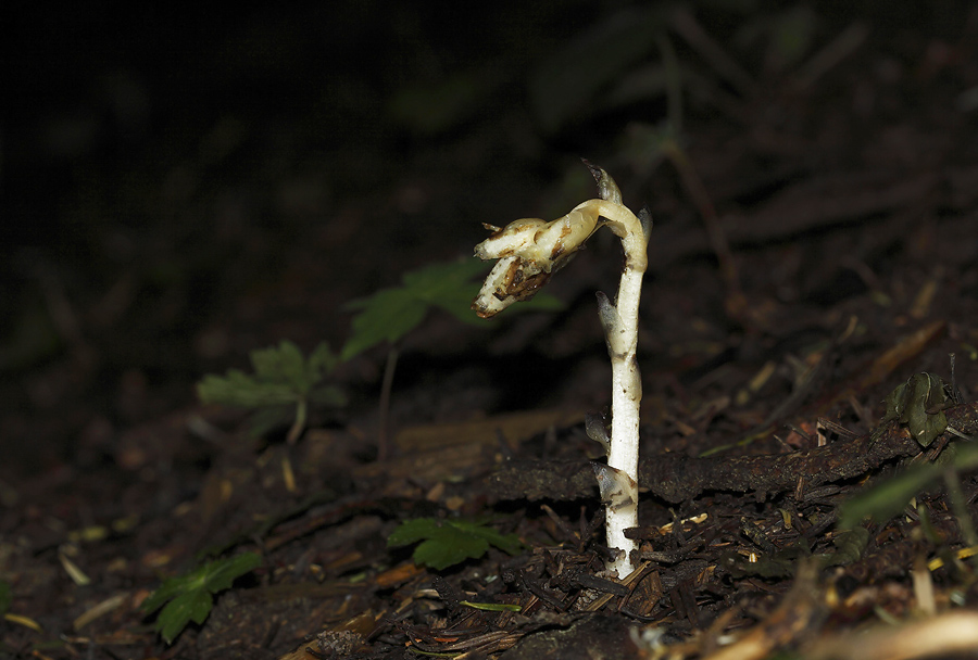 Monotropa hypopitys