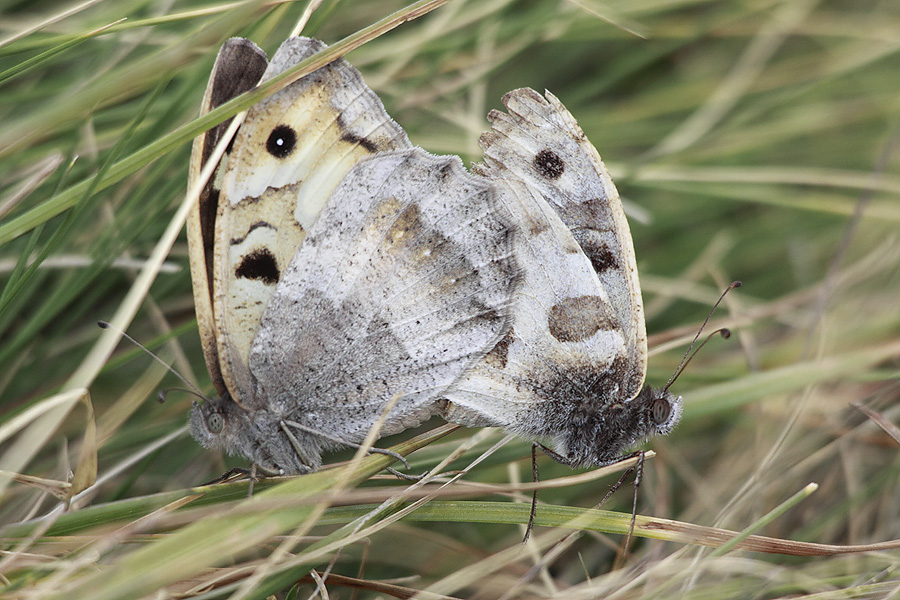 farfalla da identificare