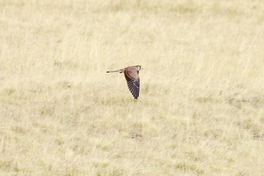 gheppio o altro rapace?