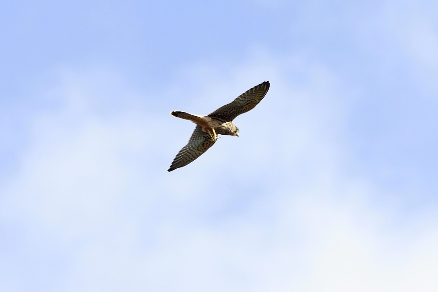 gheppio o altro rapace?